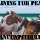 CANCUN PITBULLS